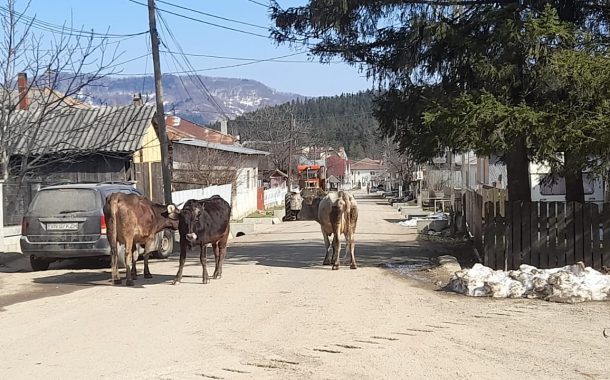 Stop animalelor libere pe drumurile publice!