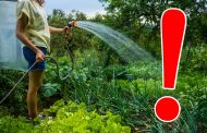 Udatul grădinilor - o practică incorectă, în detrimentul sovejenilor