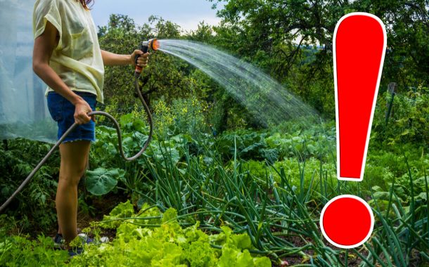Udatul grădinilor - o practică incorectă, în detrimentul sovejenilor