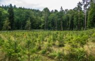 Primăria Soveja derulează cel mai amplu proiect de reîmpădurire prin PNRR
